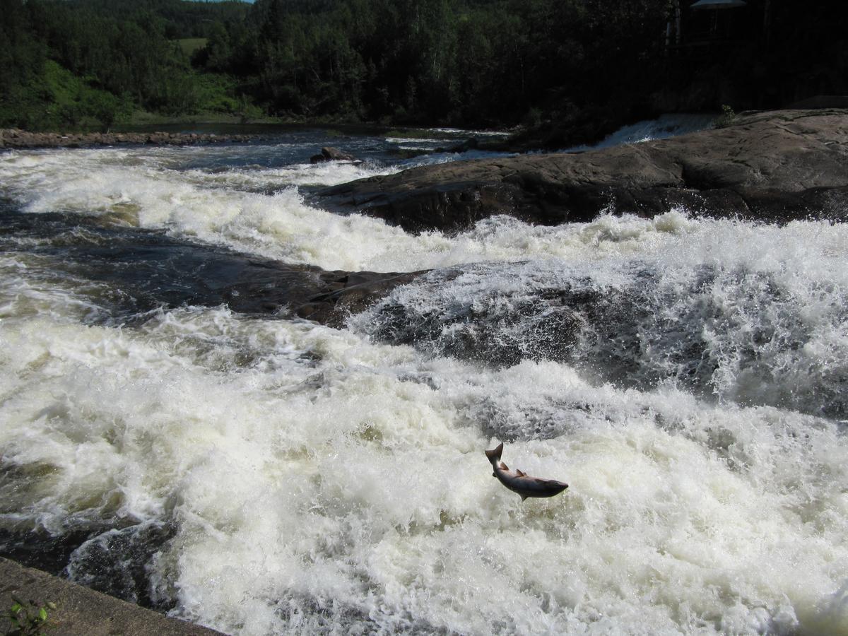 Petit-Saguenay Gite Marie-Claire מראה חיצוני תמונה